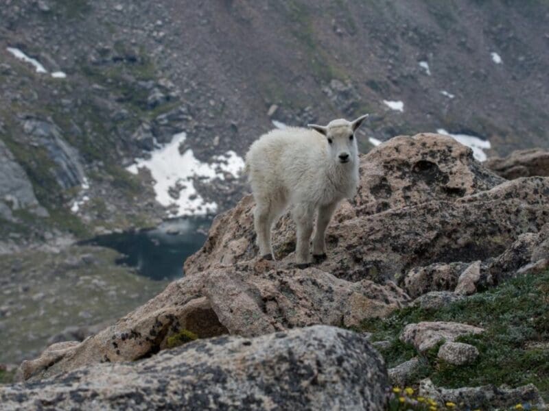 Baby mountain goat.